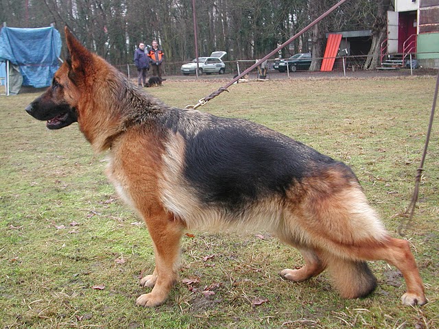 CH. Ceba D'il ha gwilun