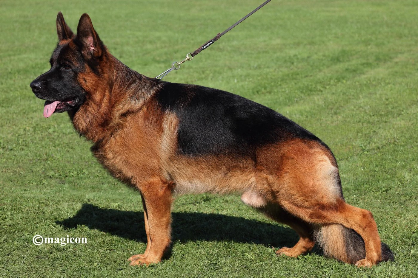 Schiwago  Von bad boll