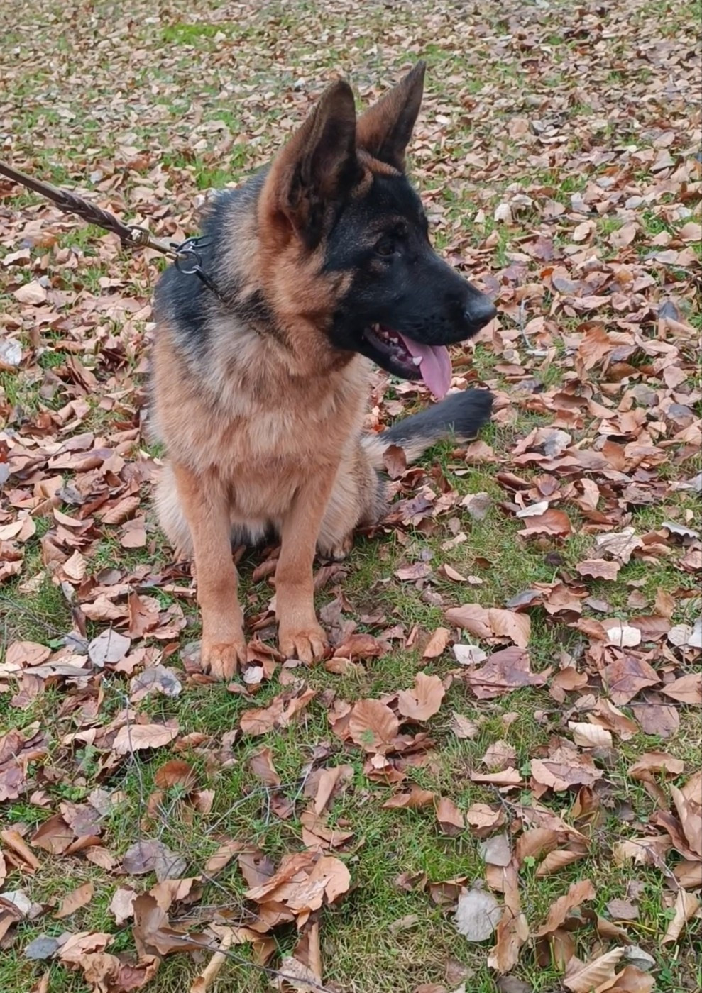 Jeune femelle 11 mois