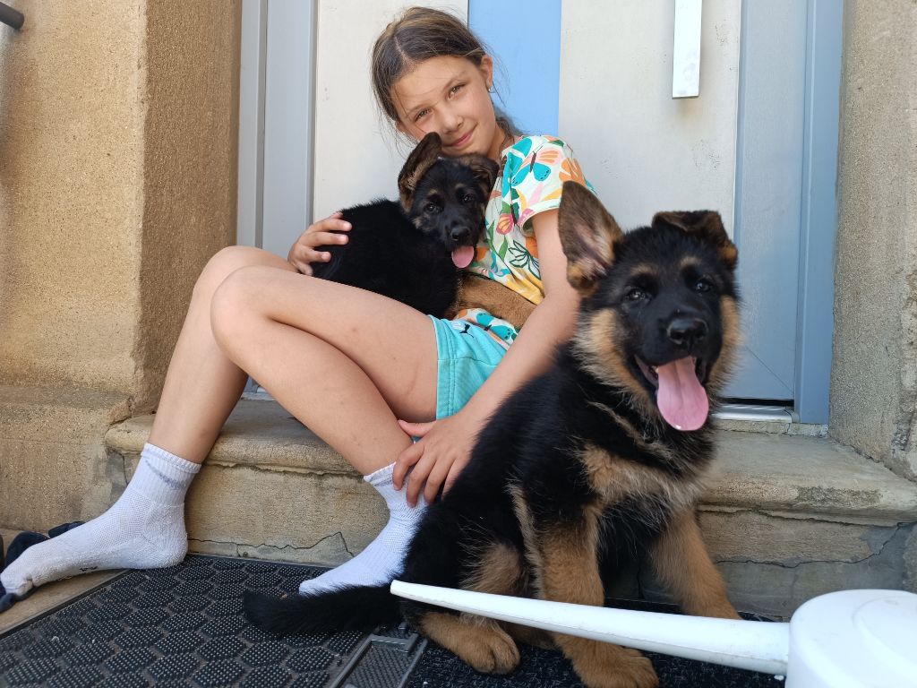 du Sol Invictus - Chiots disponibles - Berger Allemand