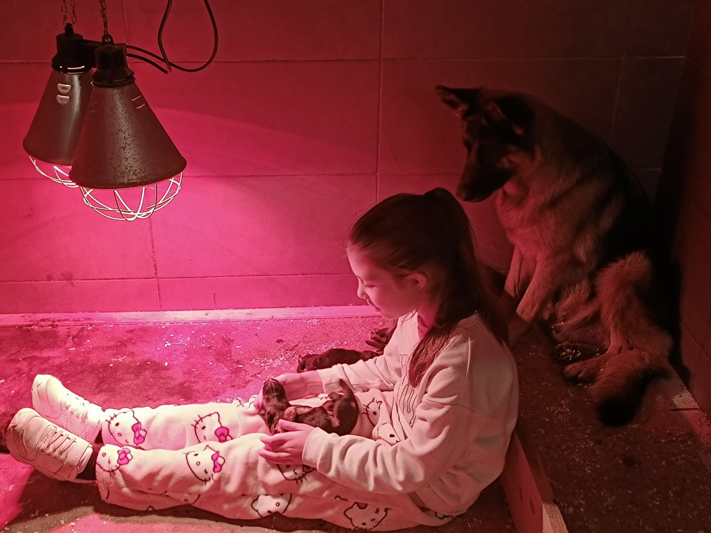 Chiot Berger Allemand du Sol Invictus