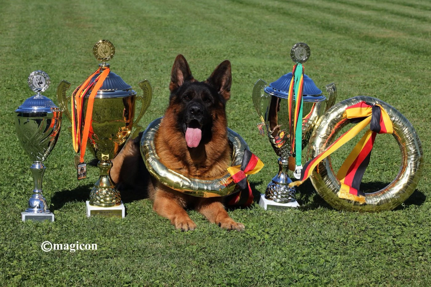 du Sol Invictus - Chiots disponibles - Berger Allemand