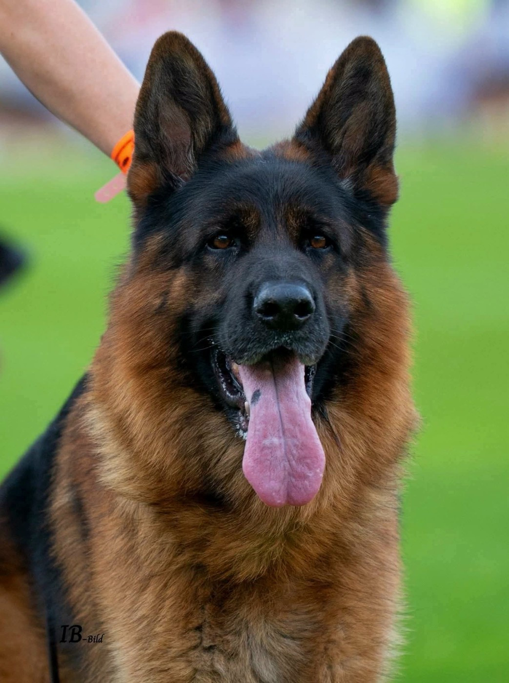 du Sol Invictus - Chiots disponibles - Berger Allemand