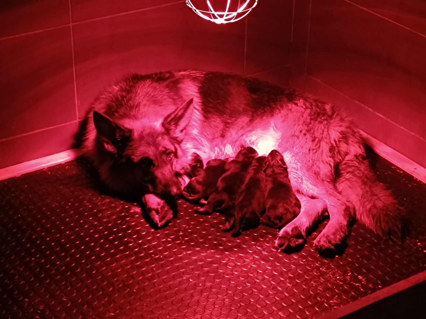 Chiot Berger Allemand du Sol Invictus