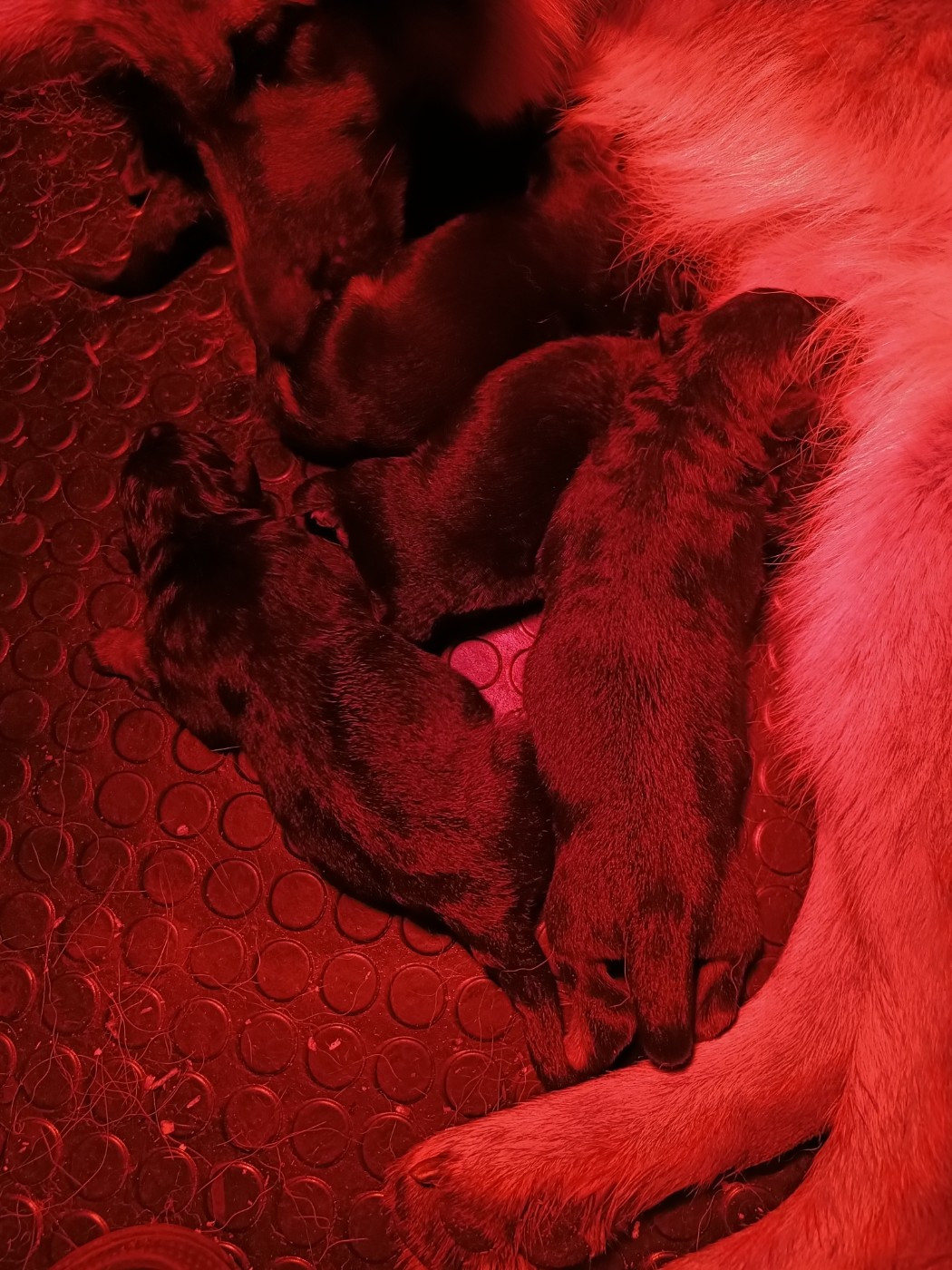 du Sol Invictus - Chiots disponibles - Berger Allemand