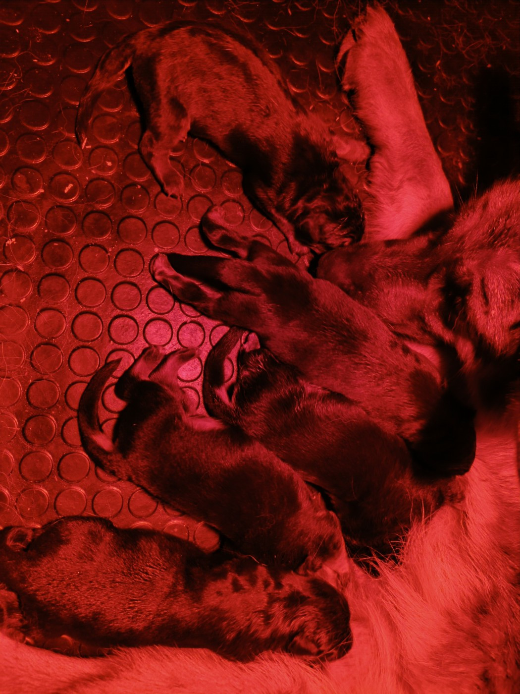 du Sol Invictus - Chiots disponibles - Berger Allemand