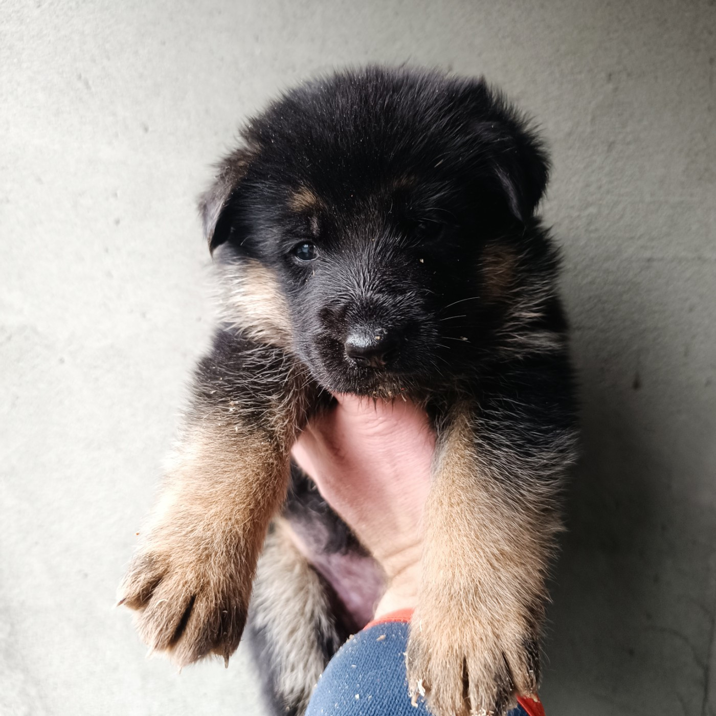 du Sol Invictus - Chiots disponibles - Berger Allemand