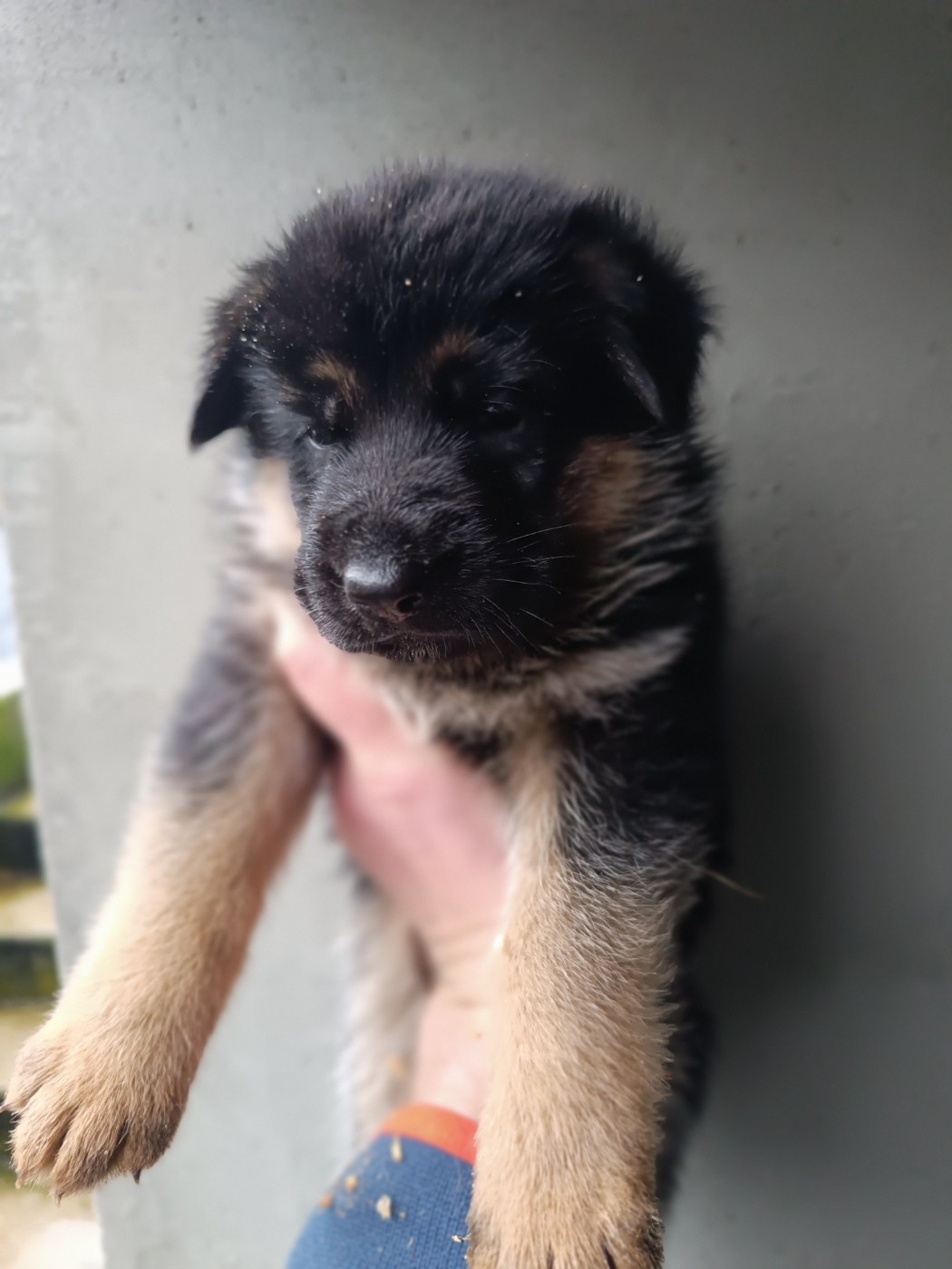 du Sol Invictus - Chiots disponibles - Berger Allemand