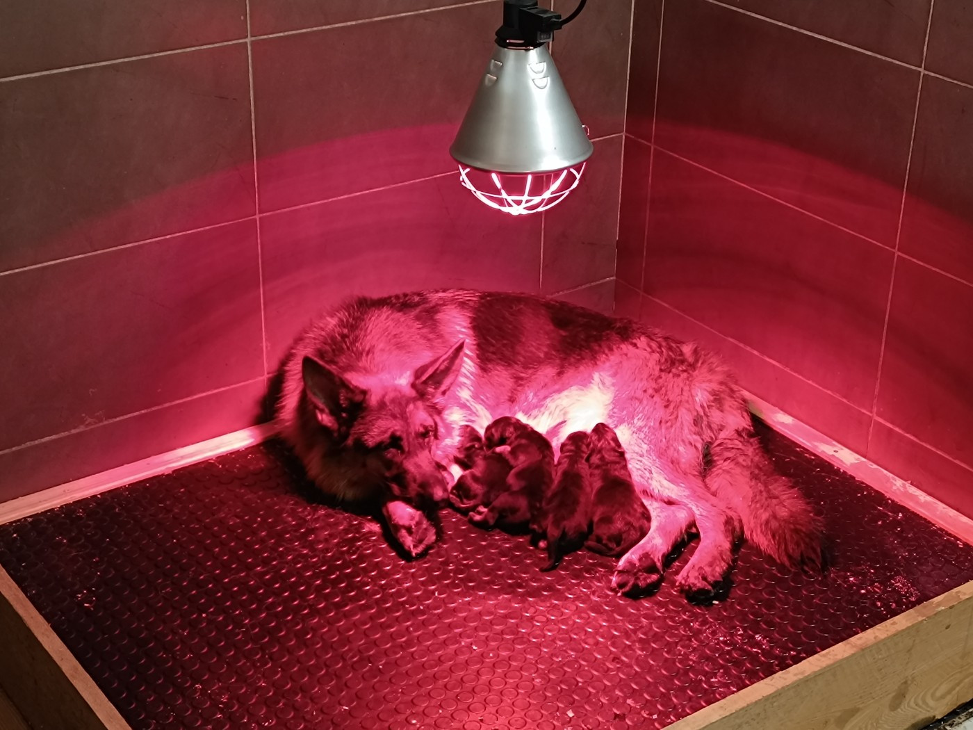 Chiot Berger Allemand du Sol Invictus