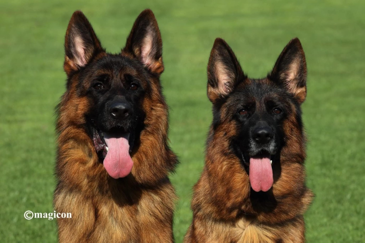 du Sol Invictus - Chiots disponibles - Berger Allemand