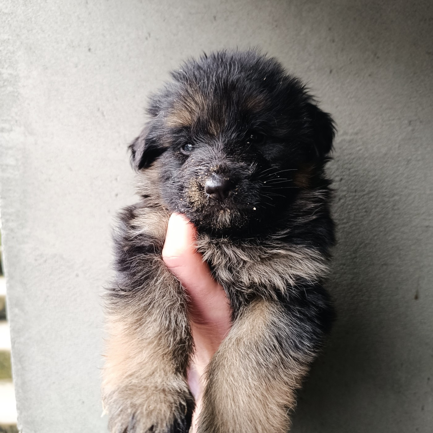 du Sol Invictus - Chiots disponibles - Berger Allemand