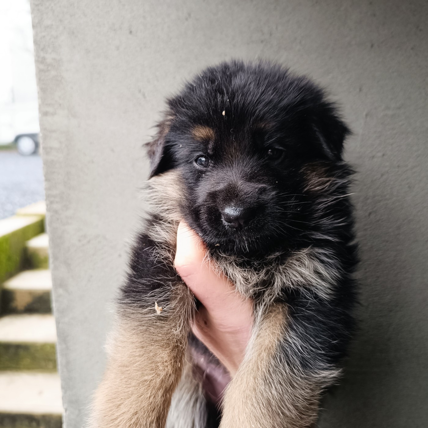 du Sol Invictus - Chiots disponibles - Berger Allemand