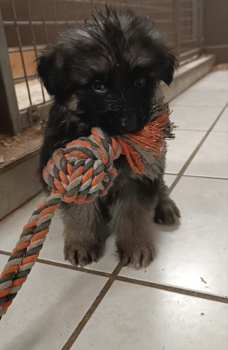 du Sol Invictus - Chiots disponibles - Berger Allemand