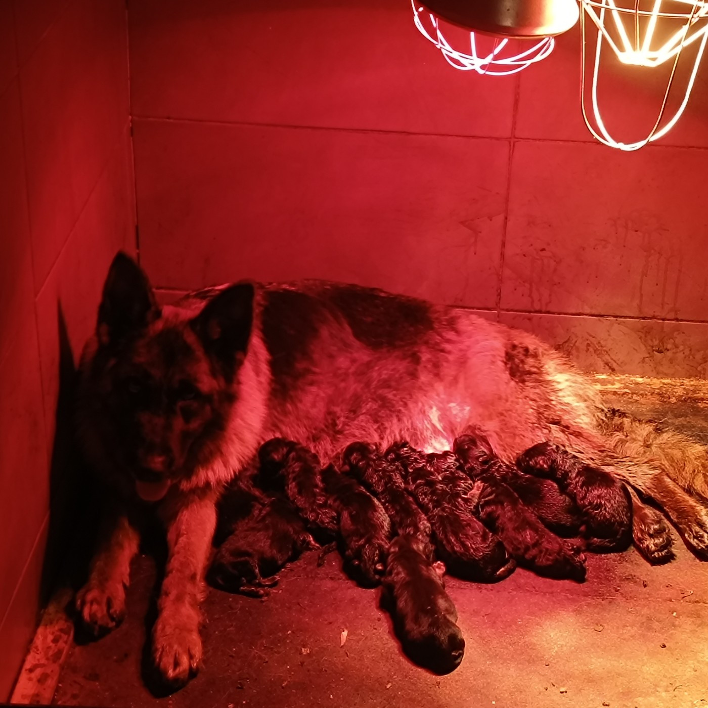 du Sol Invictus - Berger Allemand - Portée née le 10/02/2026