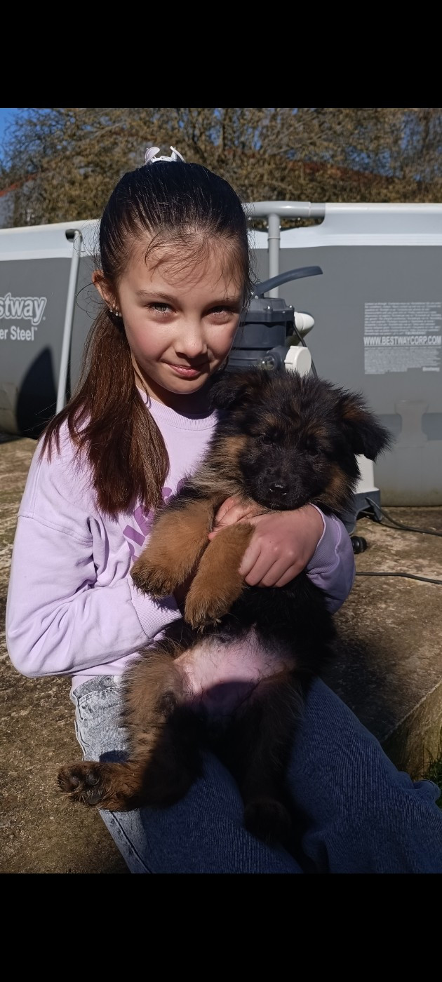 du Sol Invictus - Chiots disponibles - Berger Allemand