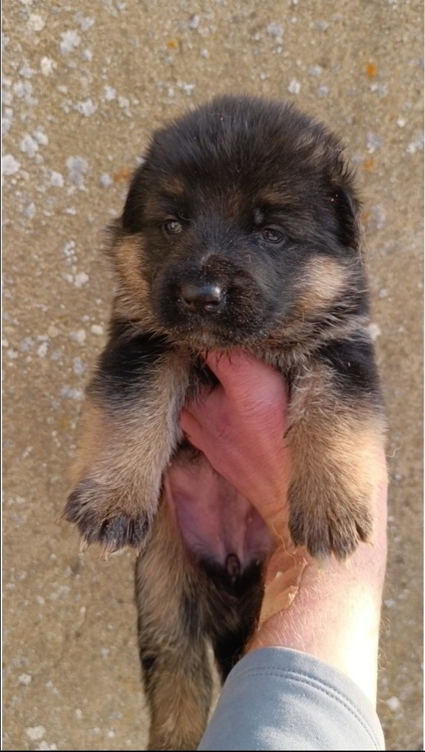 du Sol Invictus - Chiots disponibles - Berger Allemand