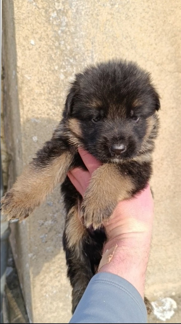 du Sol Invictus - Chiots disponibles - Berger Allemand