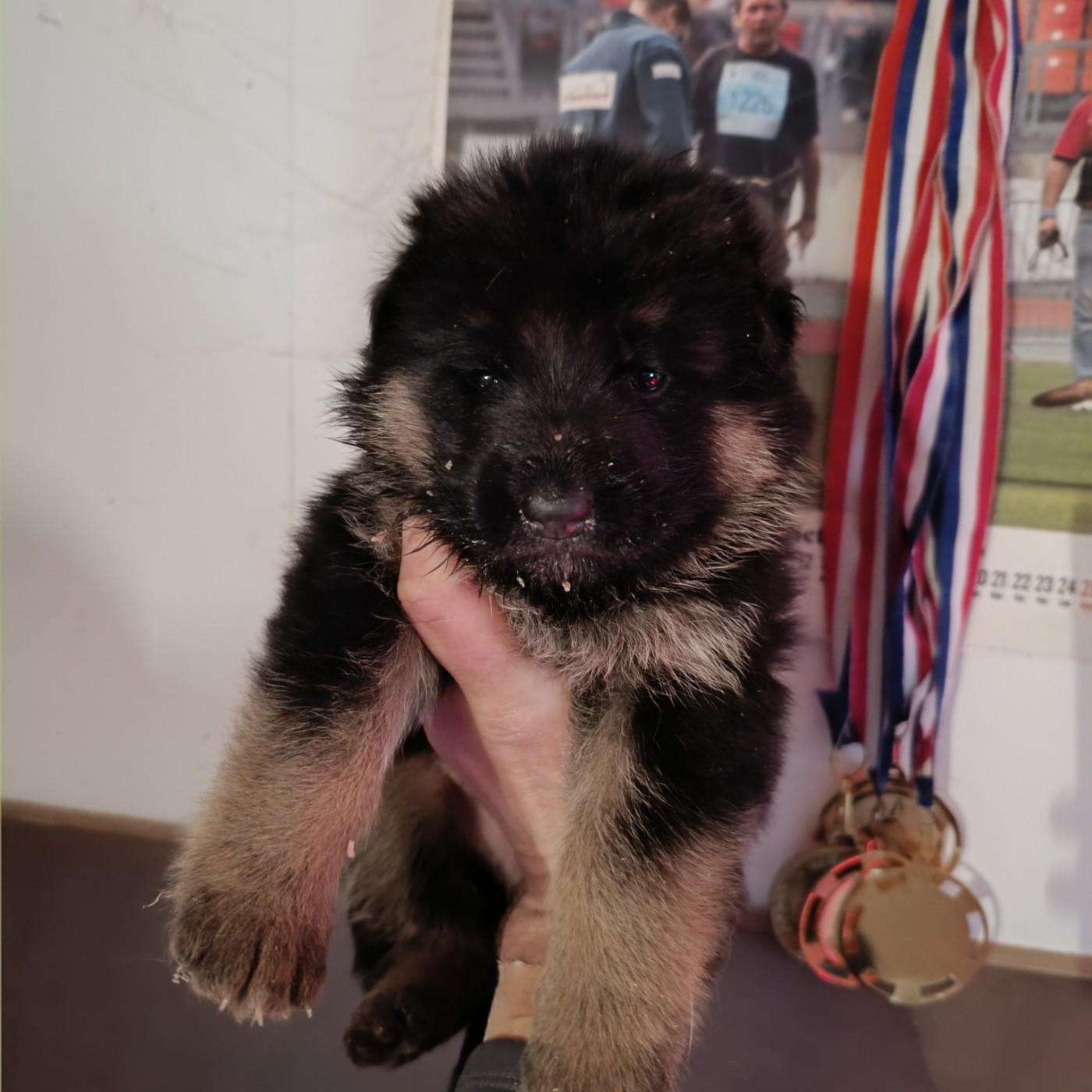 du Sol Invictus - Chiots disponibles - Berger Allemand