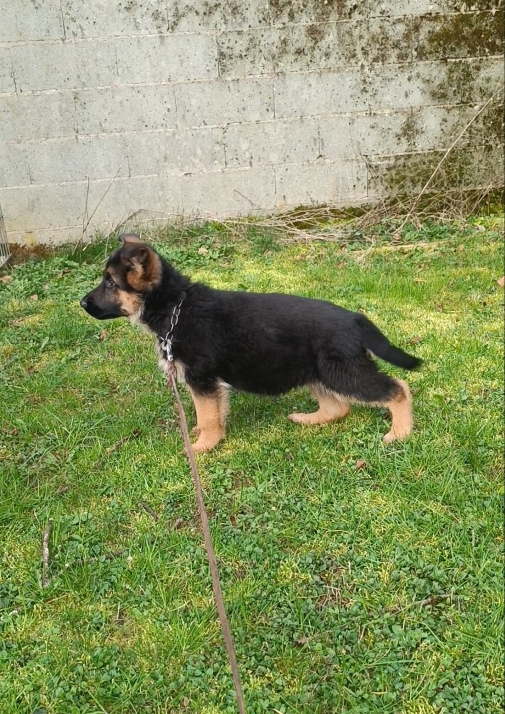 du Sol Invictus - Chiots disponibles - Berger Allemand