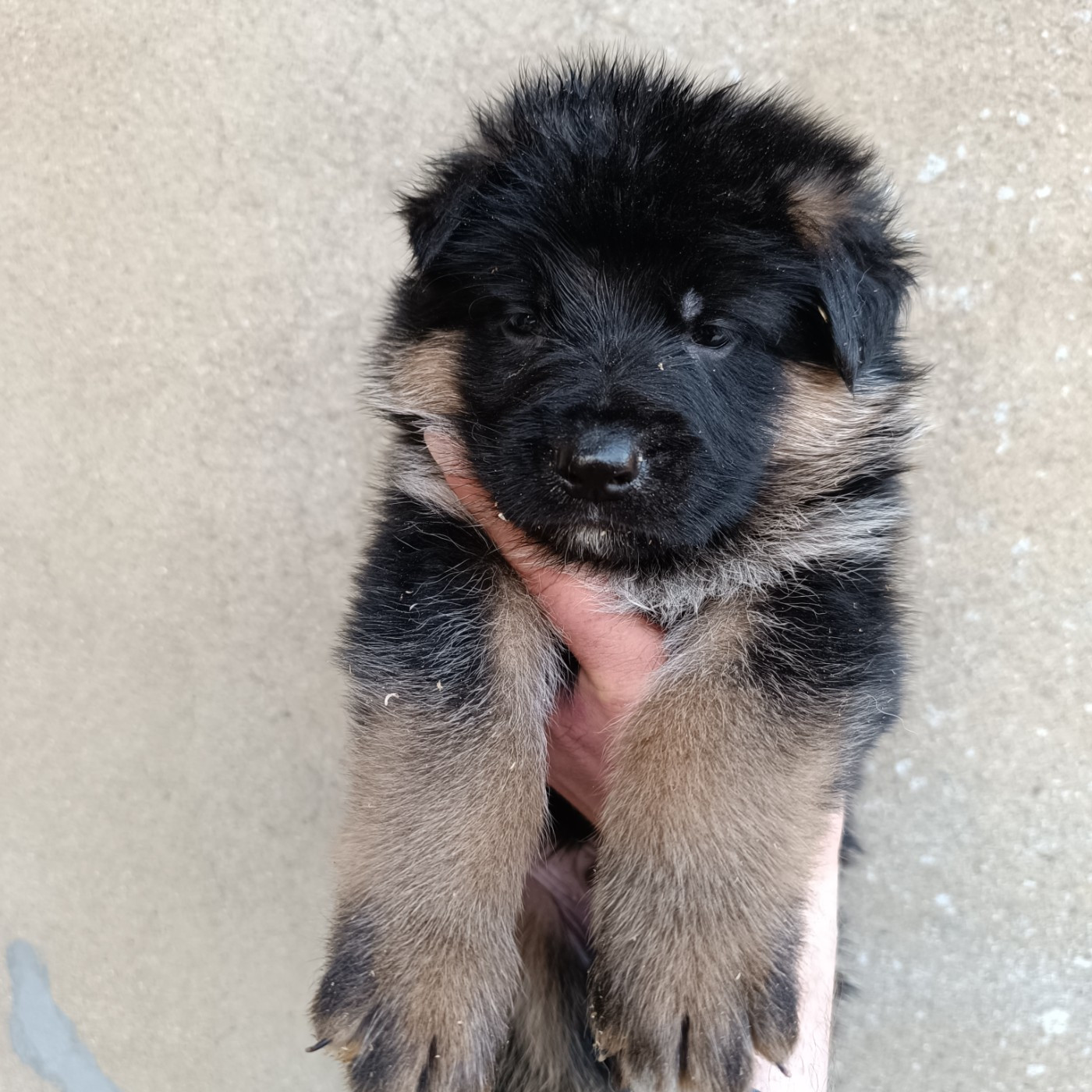 du Sol Invictus - Chiots disponibles - Berger Allemand