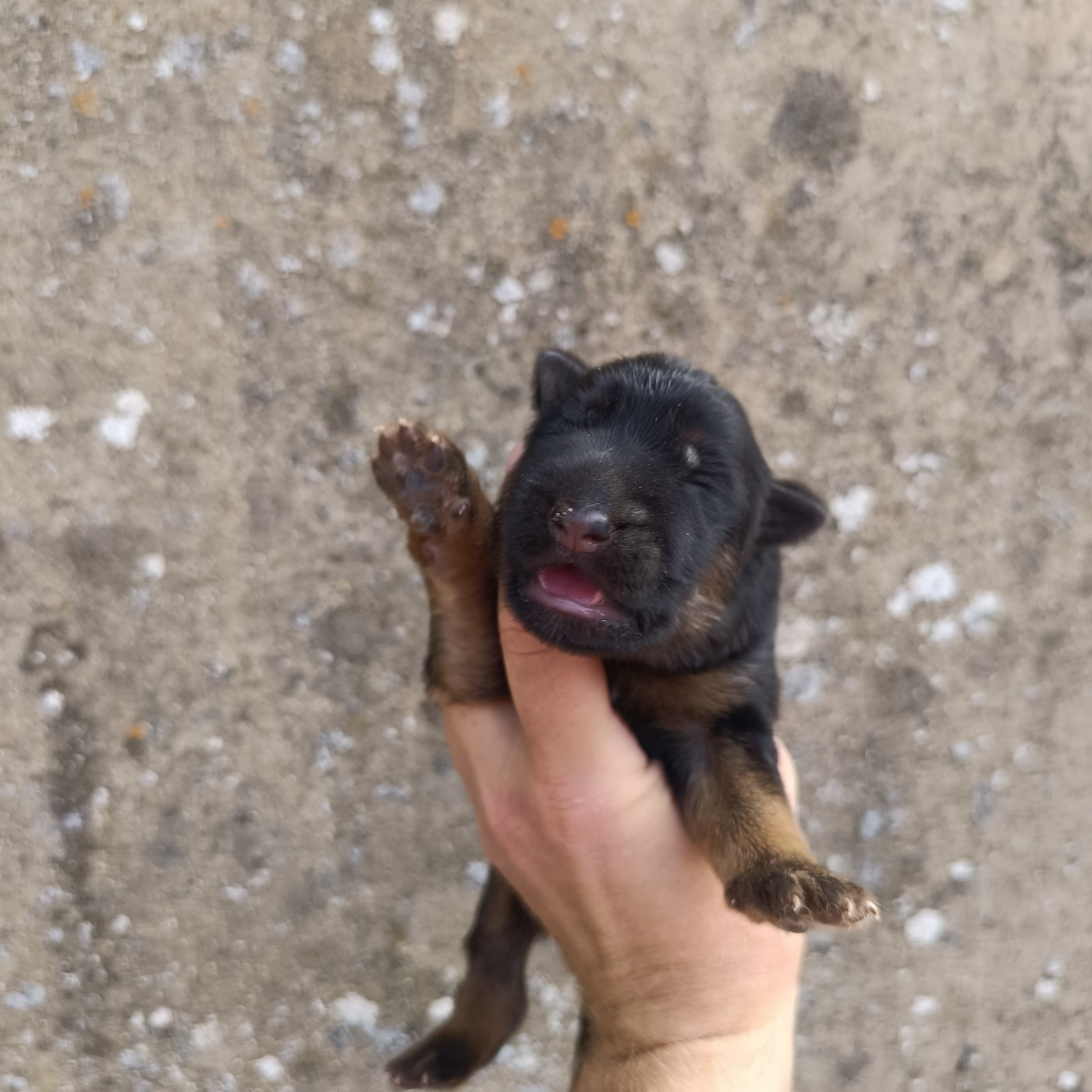 du Sol Invictus - Chiots disponibles - Berger Allemand