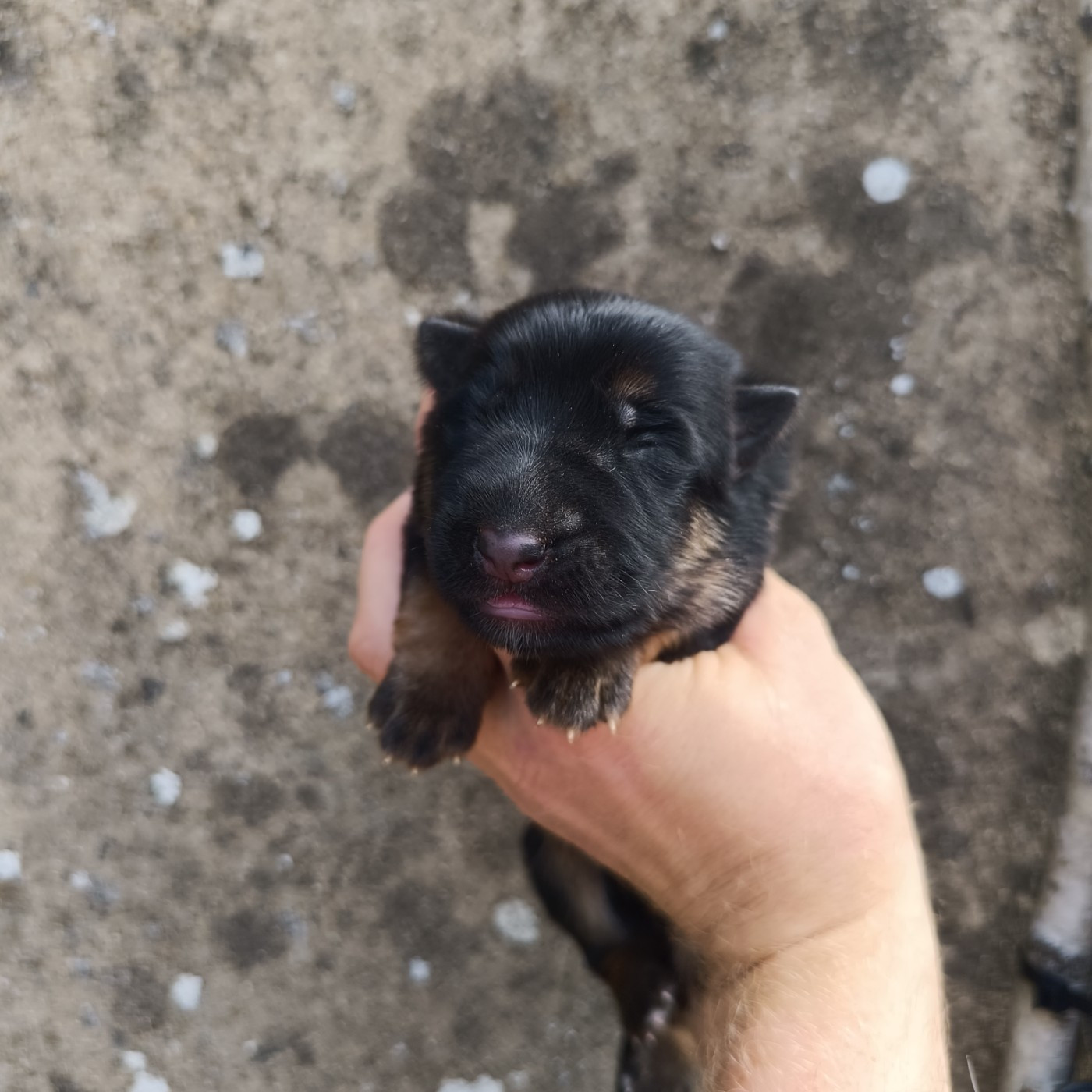 du Sol Invictus - Chiots disponibles - Berger Allemand