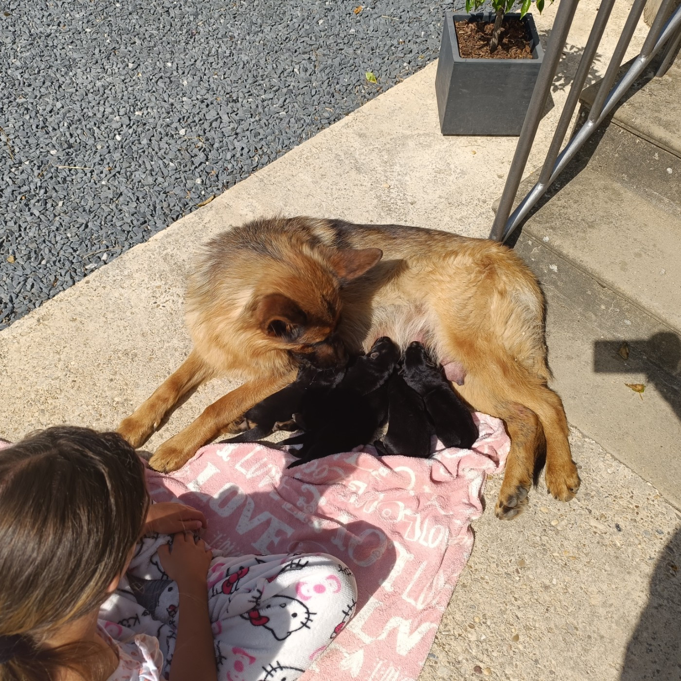 Chiot Berger Allemand du Sol Invictus