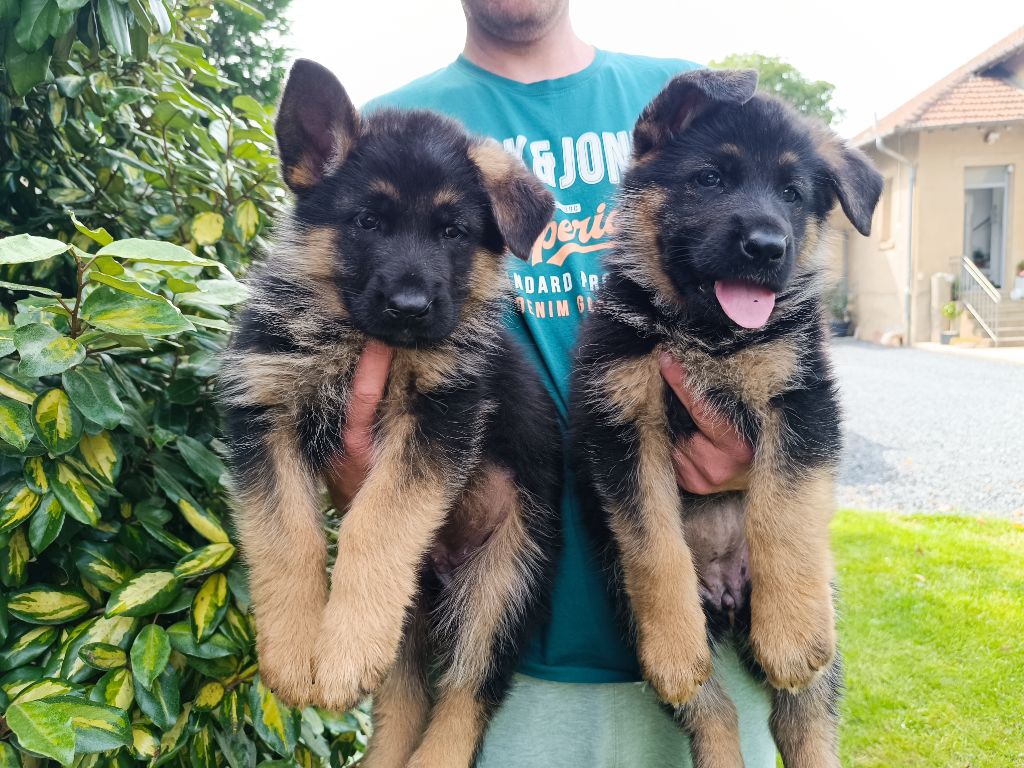 du Sol Invictus - Chiots disponibles - Berger Allemand