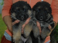 CHIOT