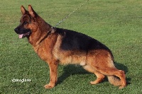 CHIOT