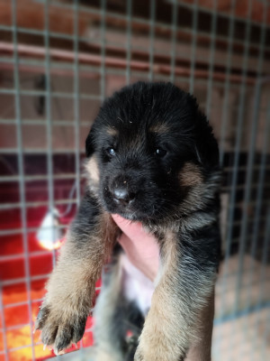 CHIOT 1