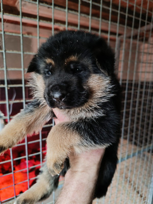 CHIOT 2