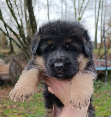 CHIOT 5