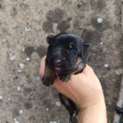 CHIOT 2