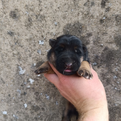 CHIOT 3