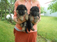 CHIOT