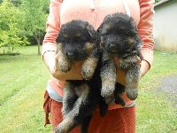 CHIOT