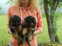 CHIOT