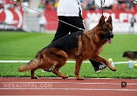 CHIOT