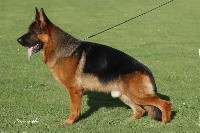 CHIOT