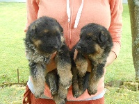CHIOT