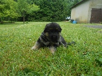 CHIOT