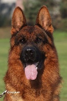 CHIOT