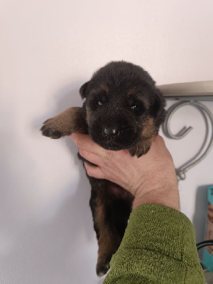 CHIOT