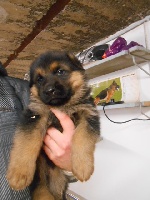 CHIOT noir et feu