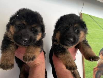 CHIOT